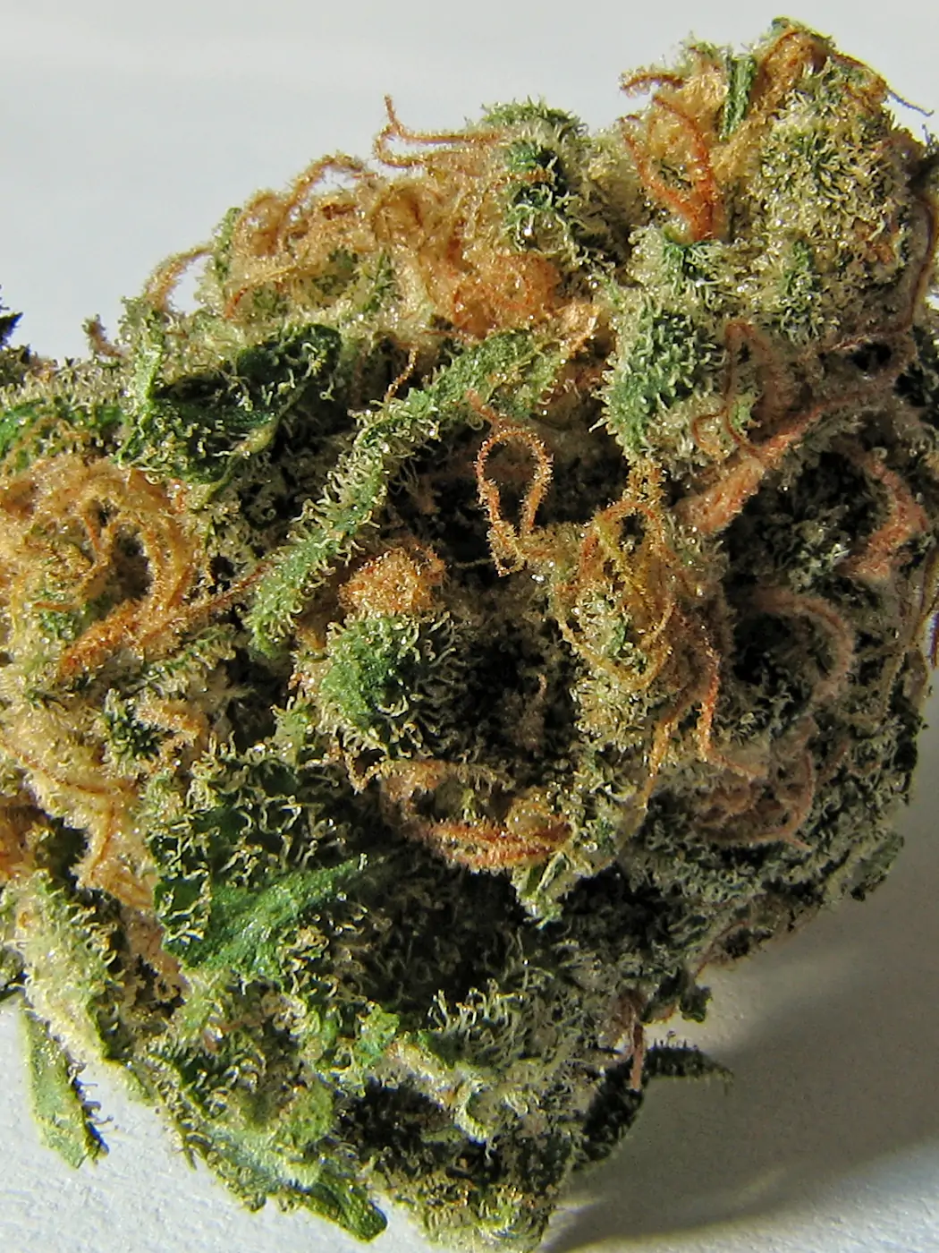 Cannabis CBD Bud 