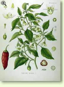 Spanischer Pfeffer/ Heilpflanzen & Heilkräuter