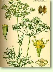 Dill / Anethum graveolens