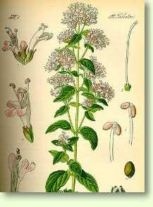 Dost /  Origanum vulgare