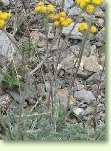 Artemisia glacialis / Edelraute