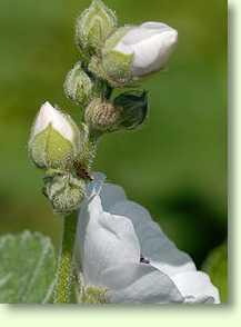Eibisch / Althaea officinalis