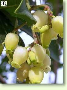 Erdbeerbaum