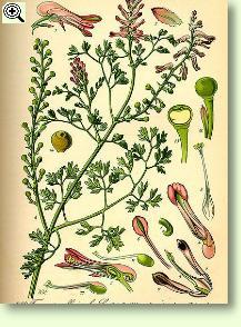 Erdrauch, Fumaria officinalis