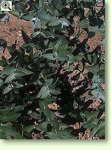 Eucalyptus globulus