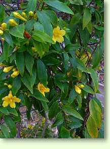 falscher Jasmin / Gelsemium sempervirens