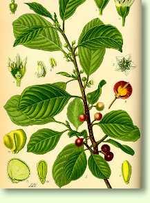 Faulbaum / Frangula alnus