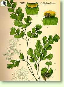 Adiantum capillus-veneris