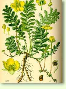 G�nsefingerkraut / Potentilla anserina