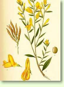 Ginster / Genista tinctoria