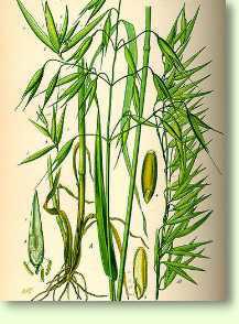 Hafer / Avena sativa