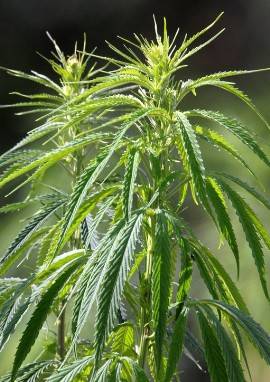 Cannabis / Hanfpflanze