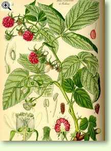 Himbeere