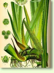 Kalmus / Acorus calamus