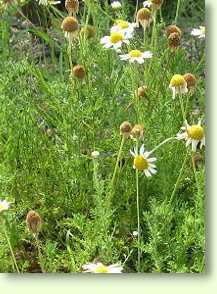 R�mische Kamille /Chamaemelum nobile