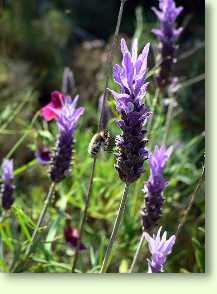Lavendel / Lavandula officinalis
