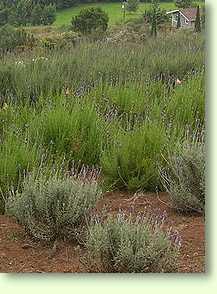 Lavendel / Lavandula officinalis