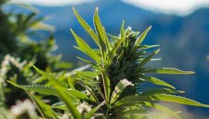 Cannabis Blüten, medizinisches Cannabis