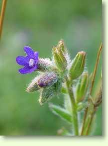 Ochsenzunge / Anchusa officinalis