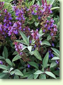 Salbei / Salvia officinalis