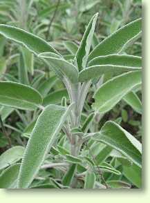 Salbei / Salvia officinalis