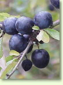 Schwarzdorn, Prunus spinosa L.