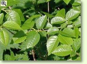 Blätter der Feldulme (Ulmus minor)