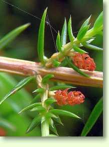 Wacholder / Juniperus communis