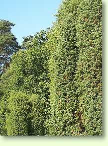 Wacholder / Juniperus communis