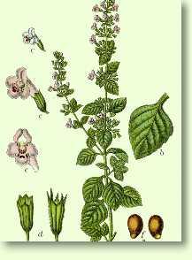 Waldbergminze / Calamintha sylvatica