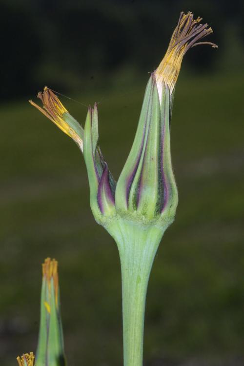 Wiesenbocksbart, Heilpflanzen & Heilkräuter