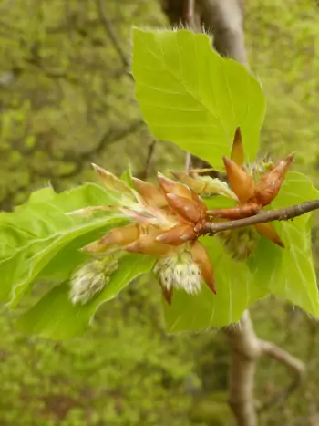Bachblüte Nr.3: Beech - Fagus Sylvatica  L. - Rotbuche
