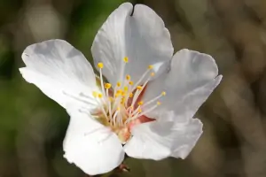 Bachblüte Nr.6: Cherry Plum