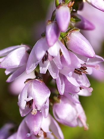 Bachblüte Nr.14: Heather - Calluna vulgaris - Besenheide/ Heidekraut