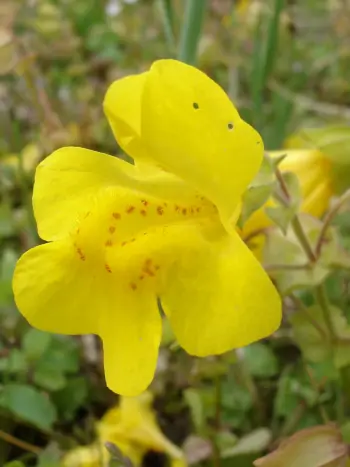 Bachblüte Nr.20: Mimulus -  Mimulus guttatus - Gewöhnliche Gauklerblume