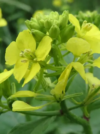 Bachblüte Nr.21: Mustard - Sinapis arvensis - Ackersenf