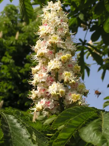 Bachblüte Nr.35: White Chestnut - Aesculus hippocastanum - Gewöhnliche Rosskastanie