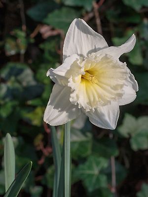 Narcissus 'Ice Follies' mit Blüten