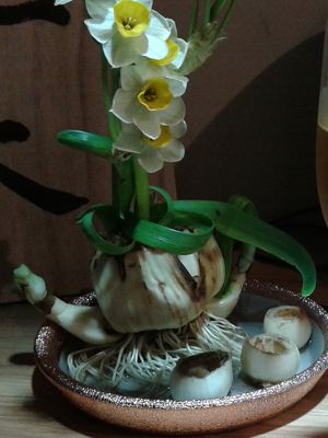 Narcissus tazetta in einer Schale
