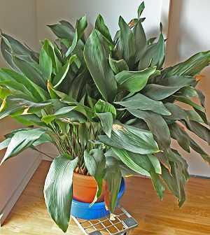 Schusterpalme - Zum vergrößern klicken Schusterpalme