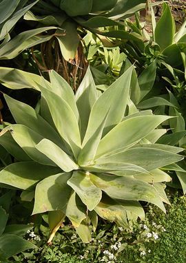 Agave attenuata- Zum vergrößern klicken Agave attenuata
