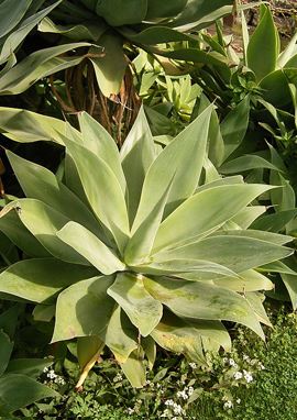 Agave attenuata