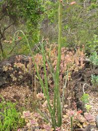 Euphorbia bracteata