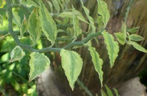Pedilanthus tithymaloides, Synonym: Euphorbia tithymaloides