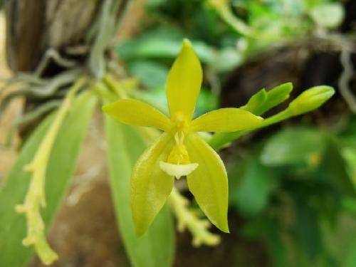 Phalaenopsis cornucervi, alba