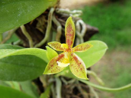 Phalaenopsis cornucervi
