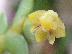 Dendrobium indivisum