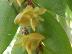 Dendrobium keithii