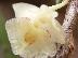 Dendrobium mannii