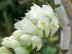 Dendrobium secundum, alba